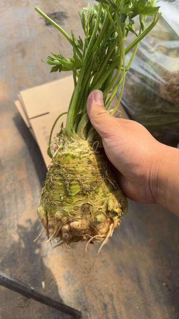 根芹球可以四季种植