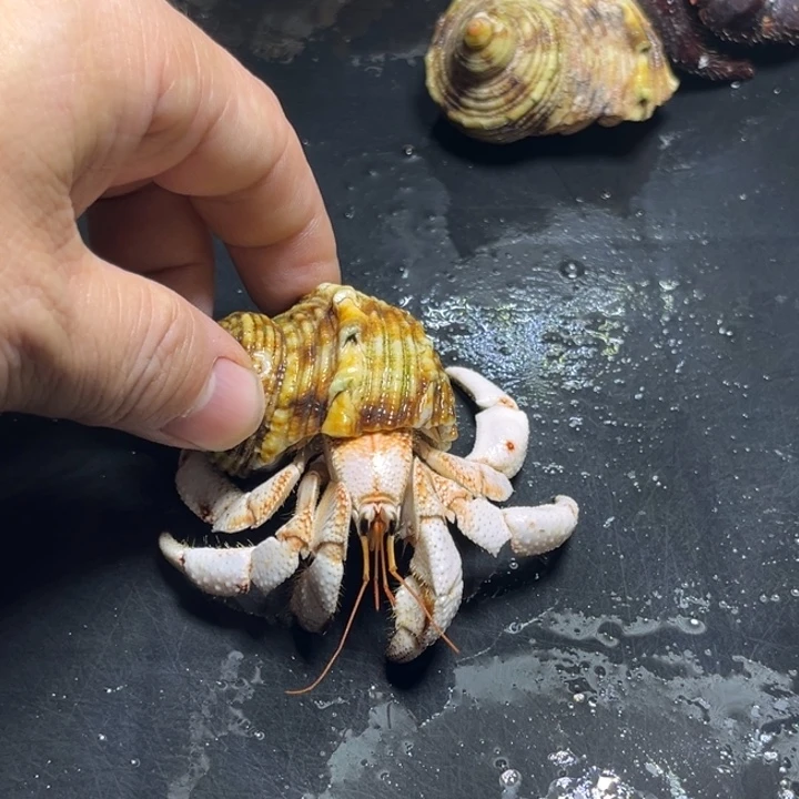 闪24号毛球2.6口径