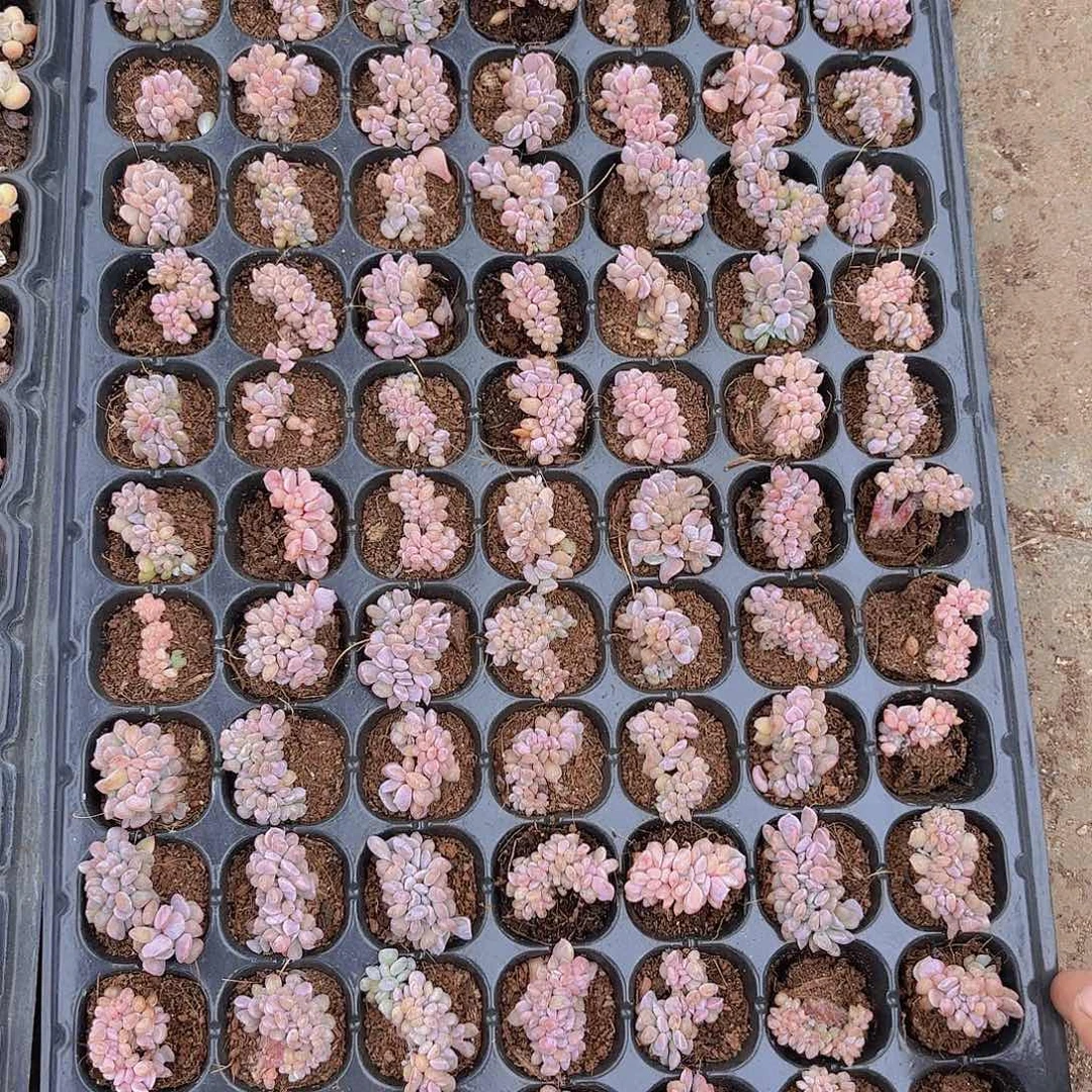 雪精灵缀两颗一组量拍