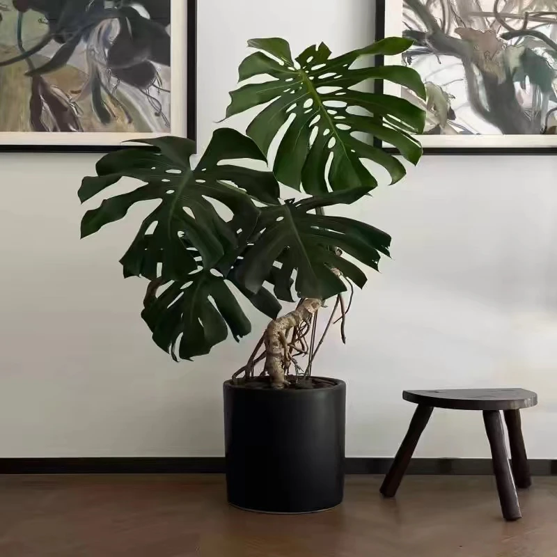 一物一拍老桩龟背竹大型绿植盆栽客厅办公室玄关绿植摆件好养耐放