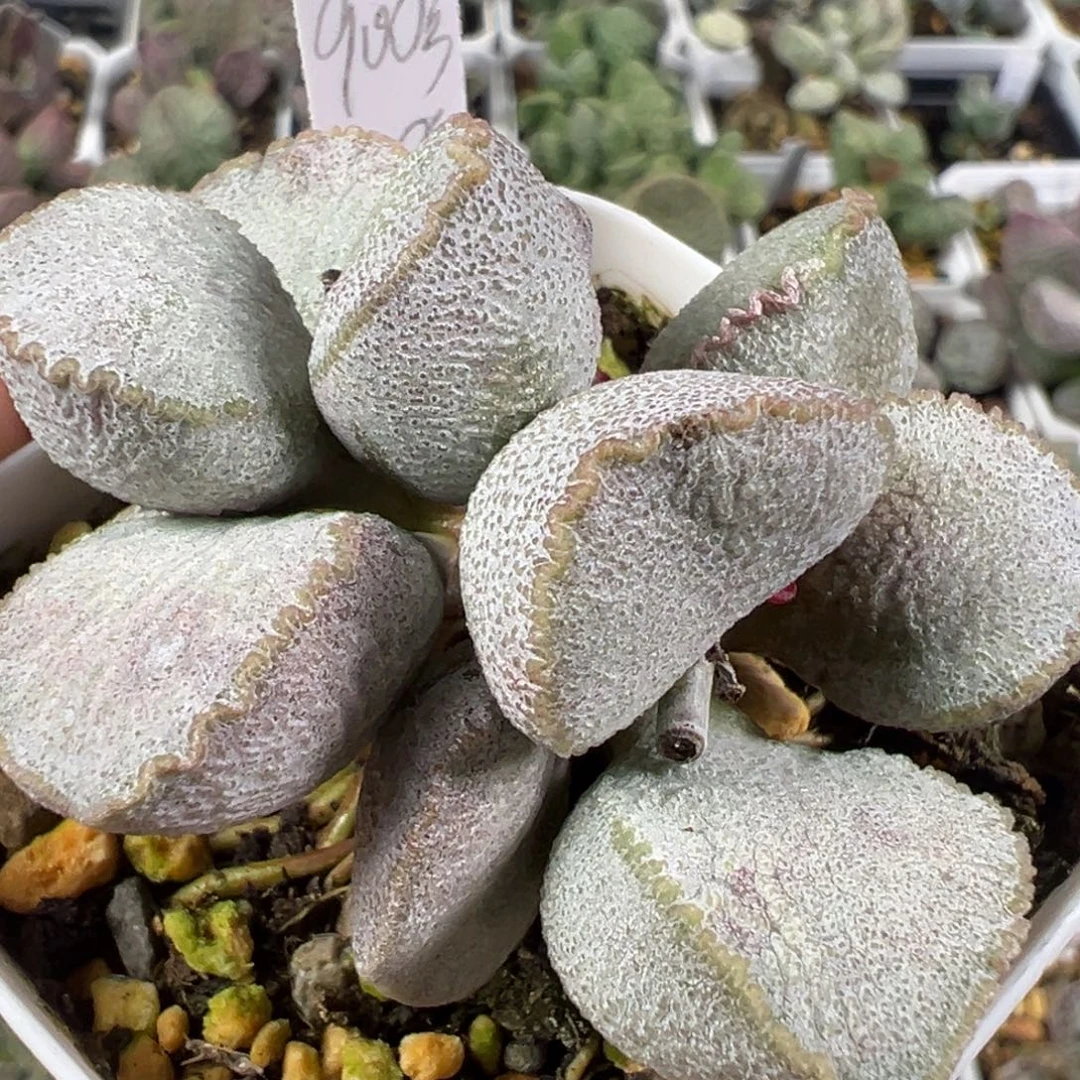 w900号磨砂蛋多肉植物水泡