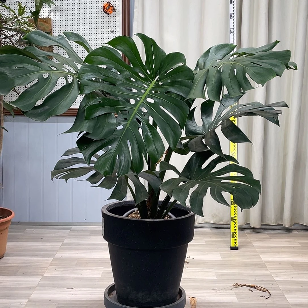 龟背竹等多种名贵的建筑风格和风格的