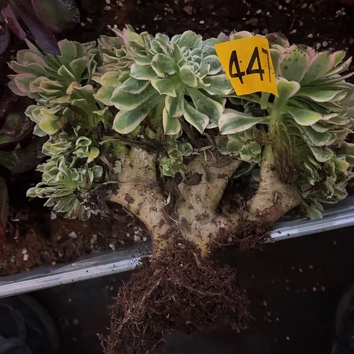 多肉植物福利活动447