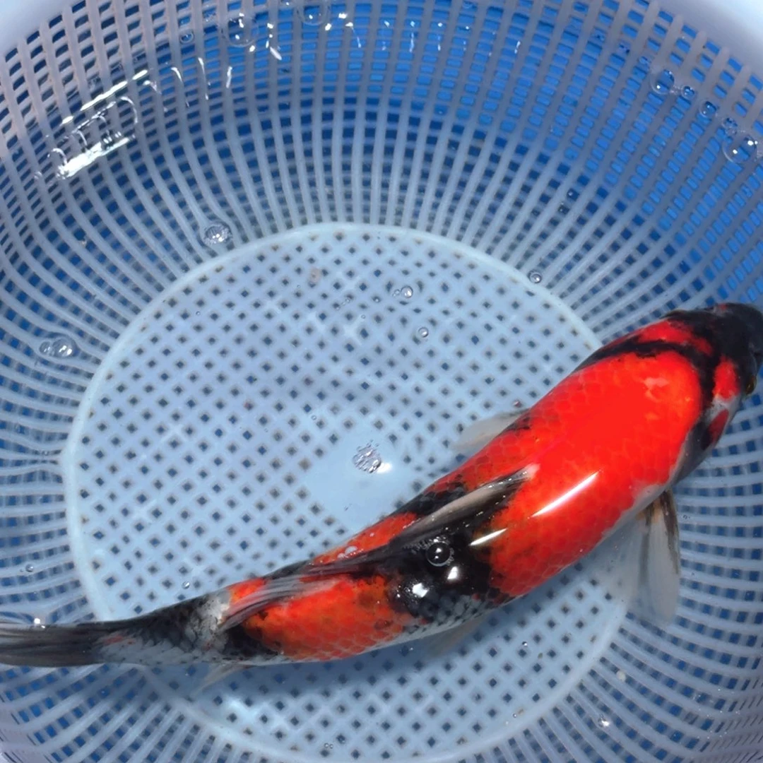 锦鲤精品甄选血统锦鲤