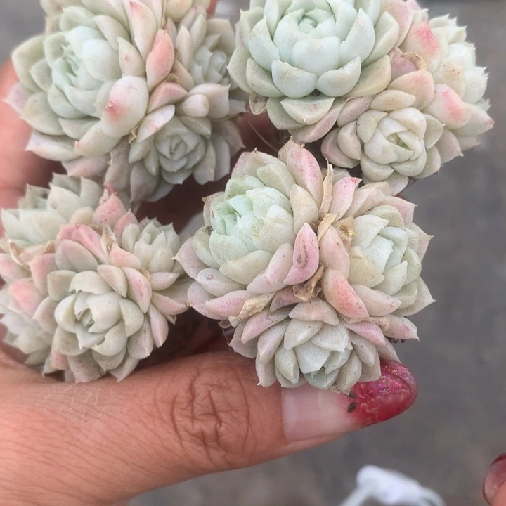 白月影群 6颗。（满9.99包邮不满9.99发空盆）