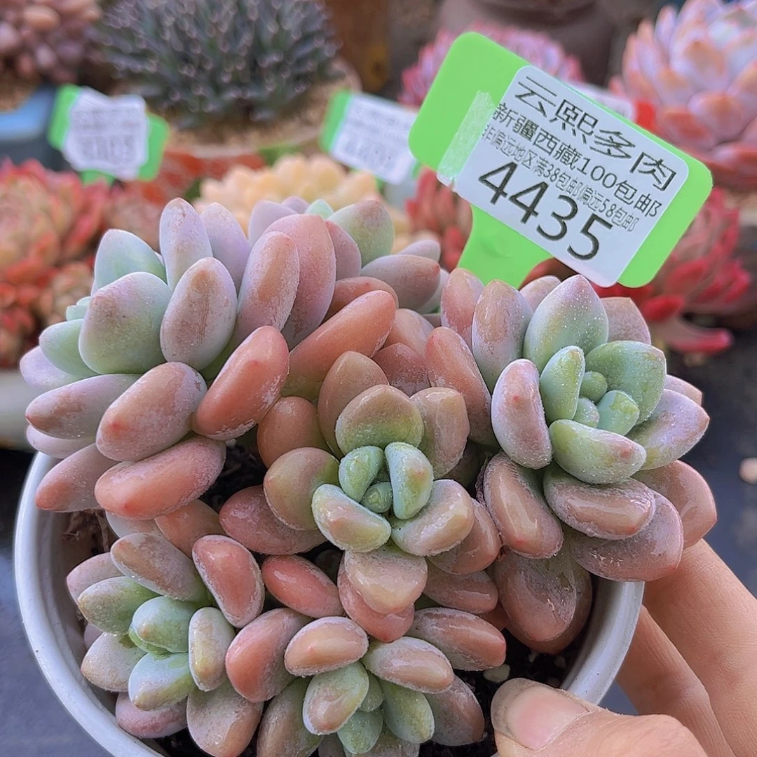 4435红洛神多肉植物