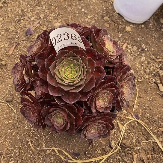 2363海王多肉七彩法师