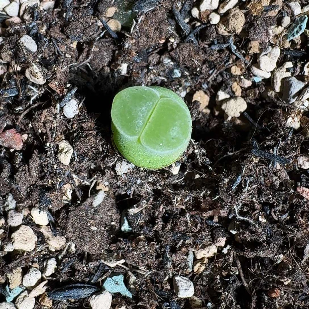 无花朵?*棠多肉植物75