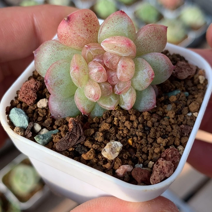 珍妮缀化。         毛羡姐姐专拍。 链接。