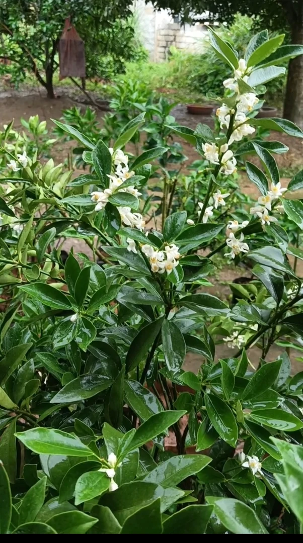 阳台客厅金桔树盆栽盆景绿植，花开四季一年飘香
