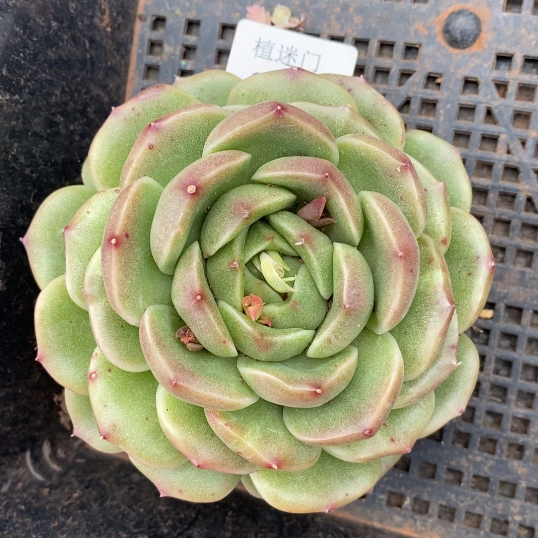 霸***蓉杂交精品多肉3195