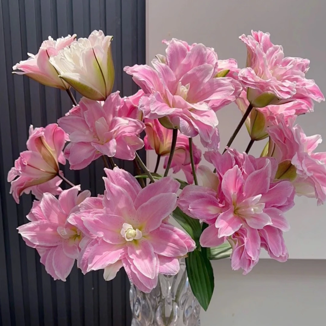 (桃花诺)粉色重瓣香水百合鲜花东北基地直发家用花鲜切花