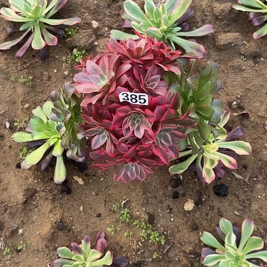 无花朵女妖385号不包断枝