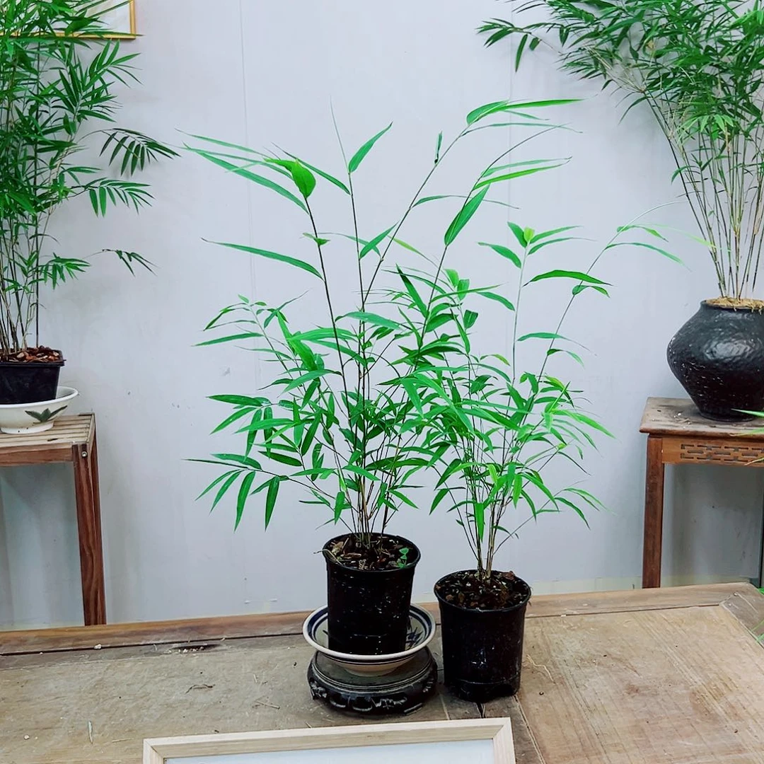 不开花植物内门竹