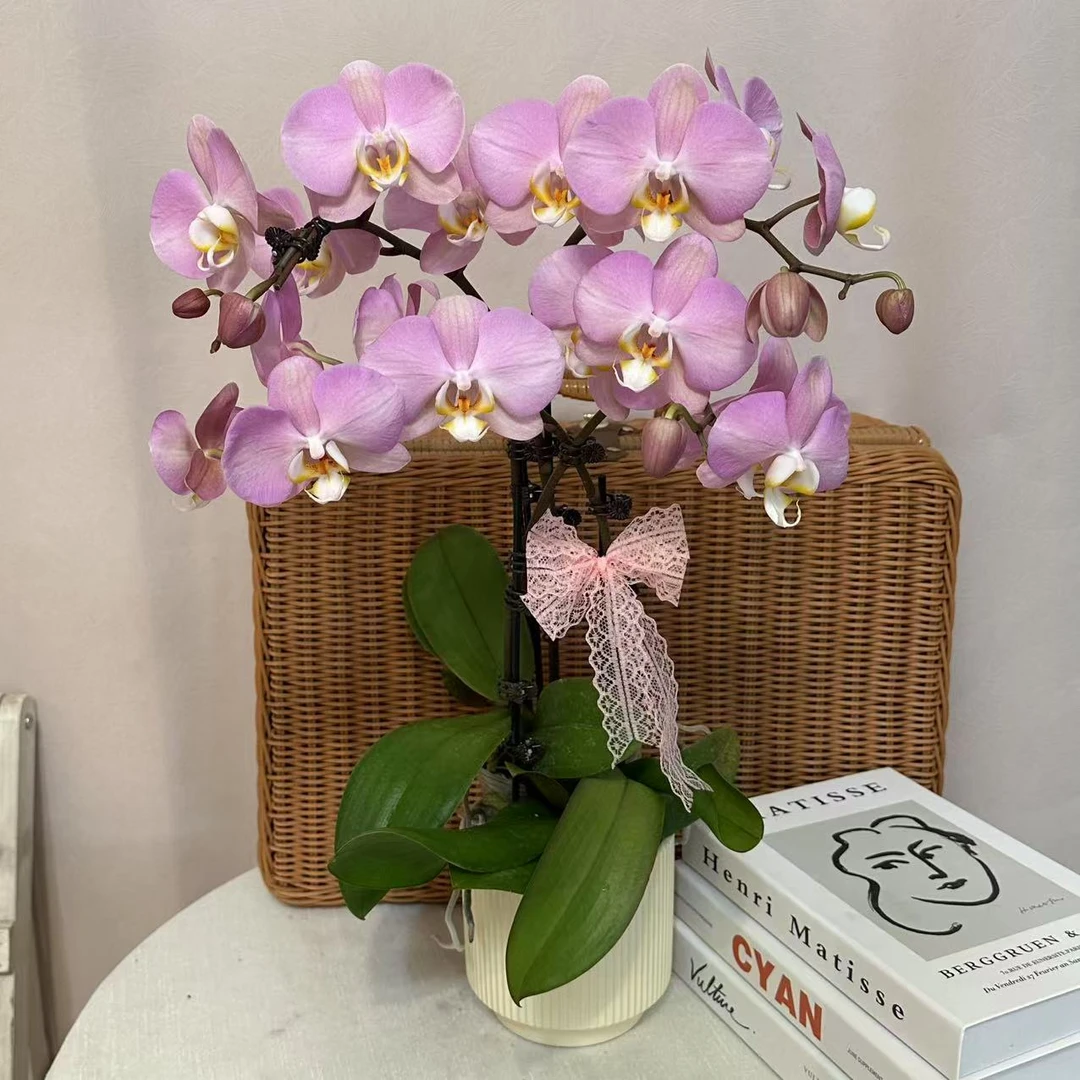 《帕多瓦》精品蝴蝶兰 耐开好养 轻奢高级 室内花花