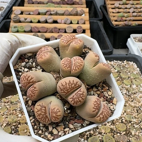 3455，菊红窗菊花纹群生带盆