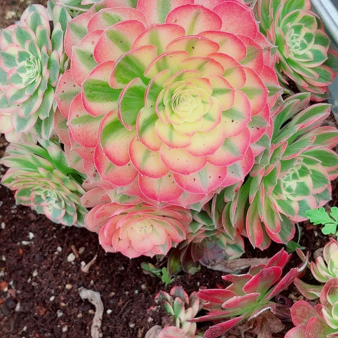 用***3我在外面吃饭了999