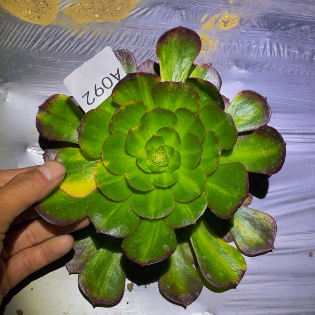 万圣节七彩多肉植物092