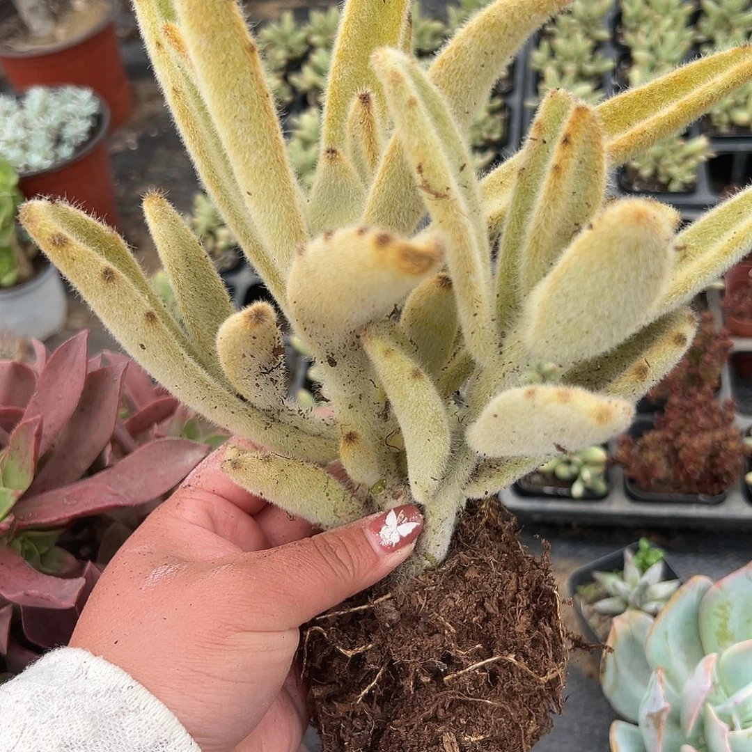 多肉植物闪光兔群