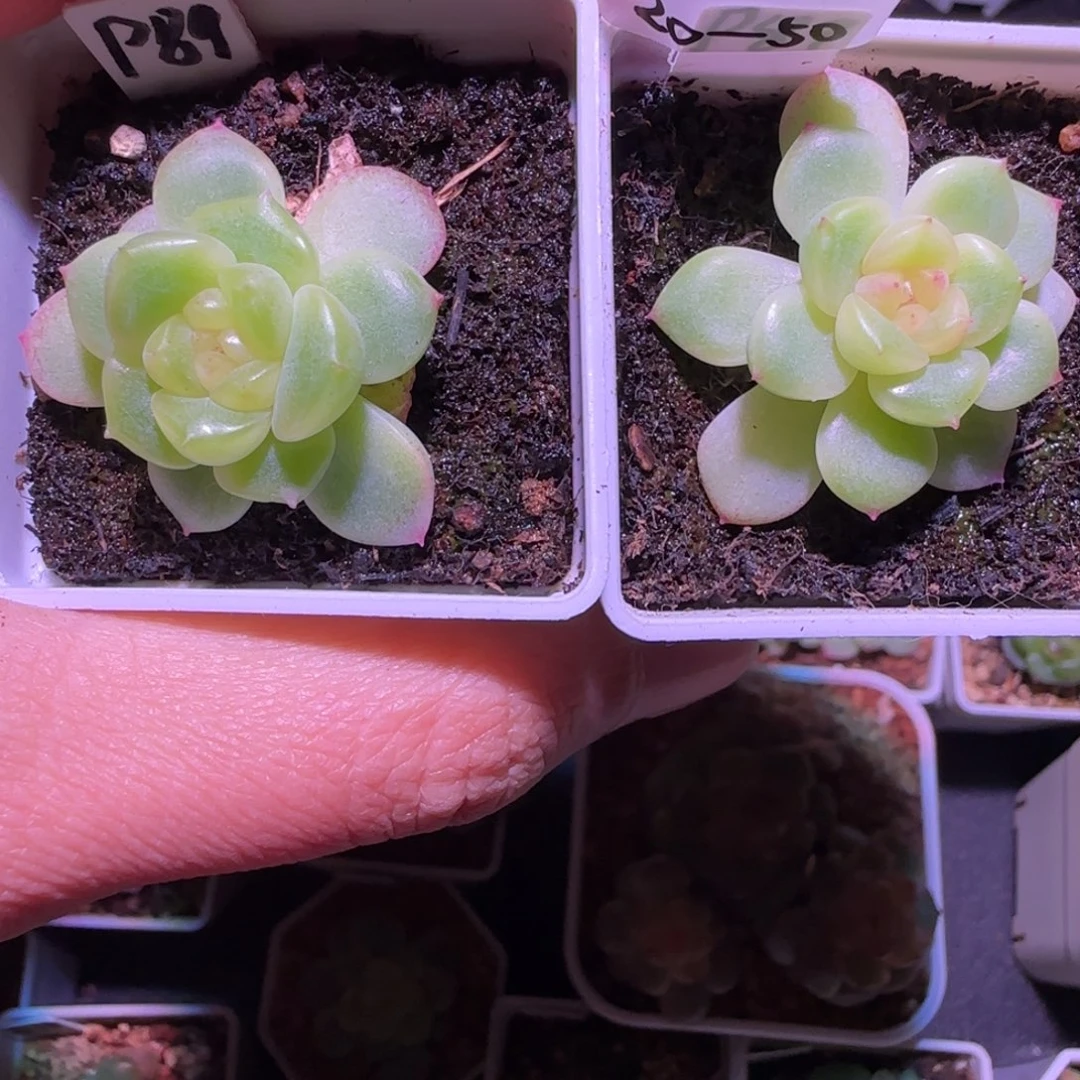 ****࿐20-50甜心89两颗单头