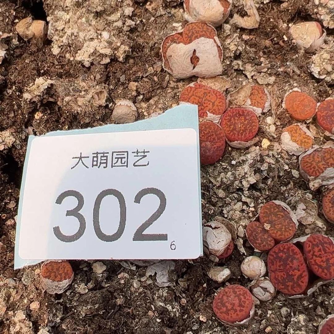 0000302量拍1443.2591朱雀勋章单头2颗