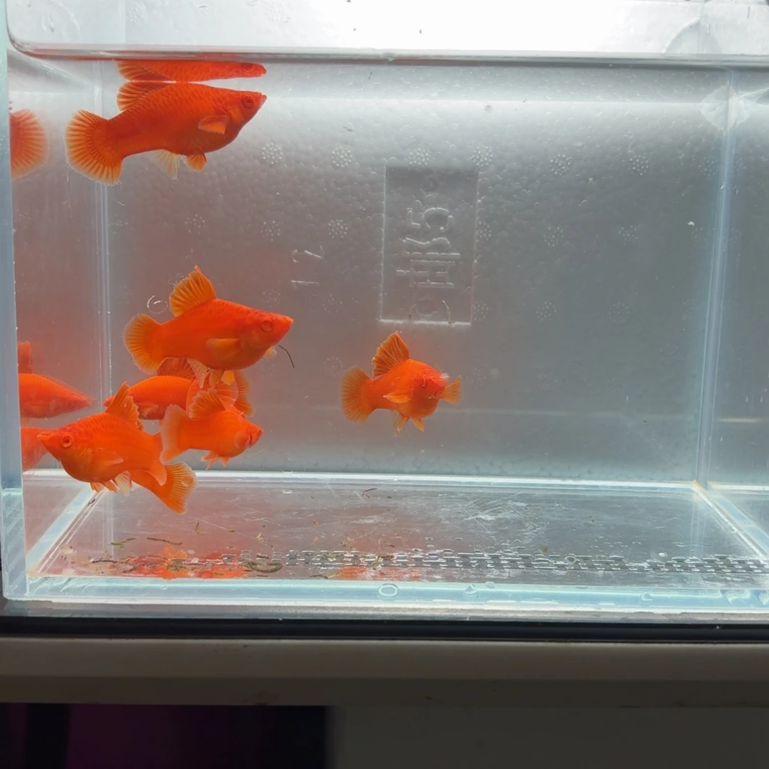 金***月海水鱼半月尾红箭鱼8条