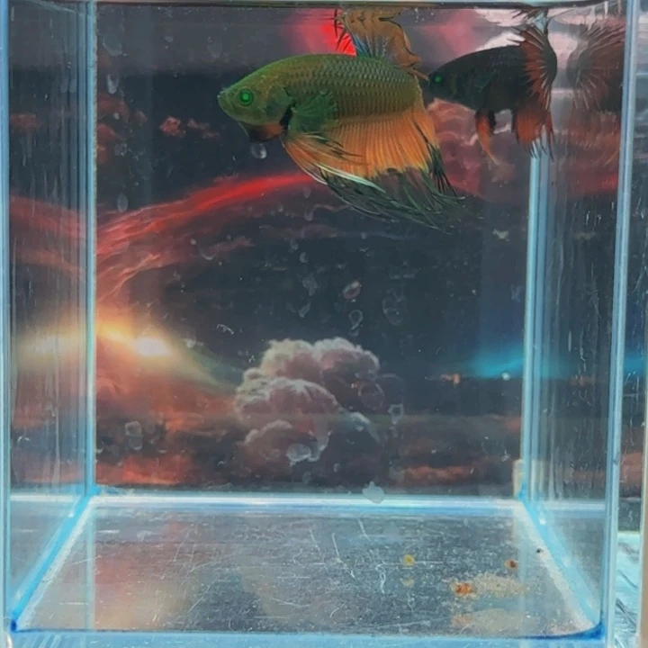 紫印母鱼那人是不是很i