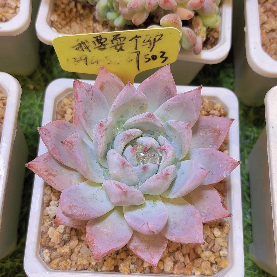 1***.云南精品多肉一物一拍