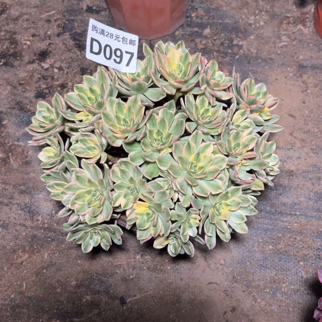 097多肉植物甜茶
