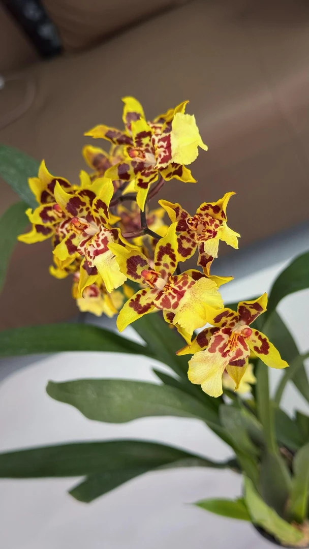 野猫文心兰盆栽花期长室内外阳台客厅好养多年生兰花黄色豹斑花卉