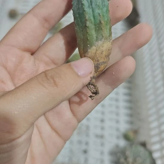 一物一拍，欧输布纹球侧芽！