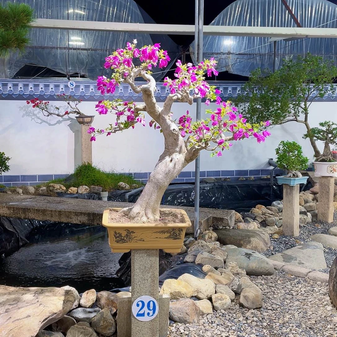 风***节无花朵三角梅小叶紫