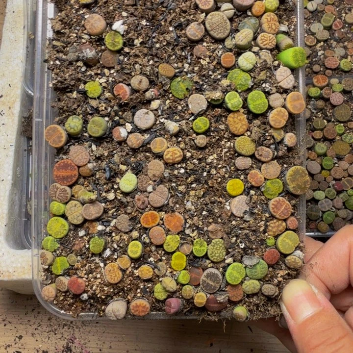 用***2多肉植物的生长发育56