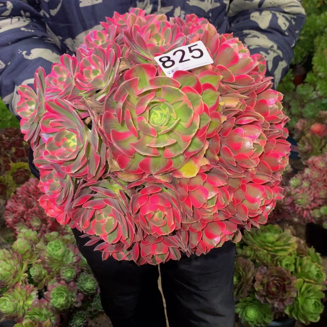 法师多肉植物825