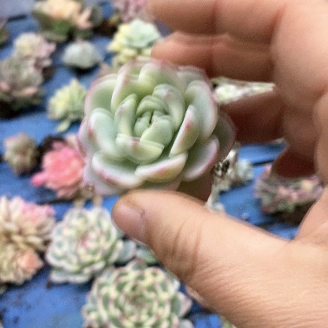 404香草锦哇啦塞多肉