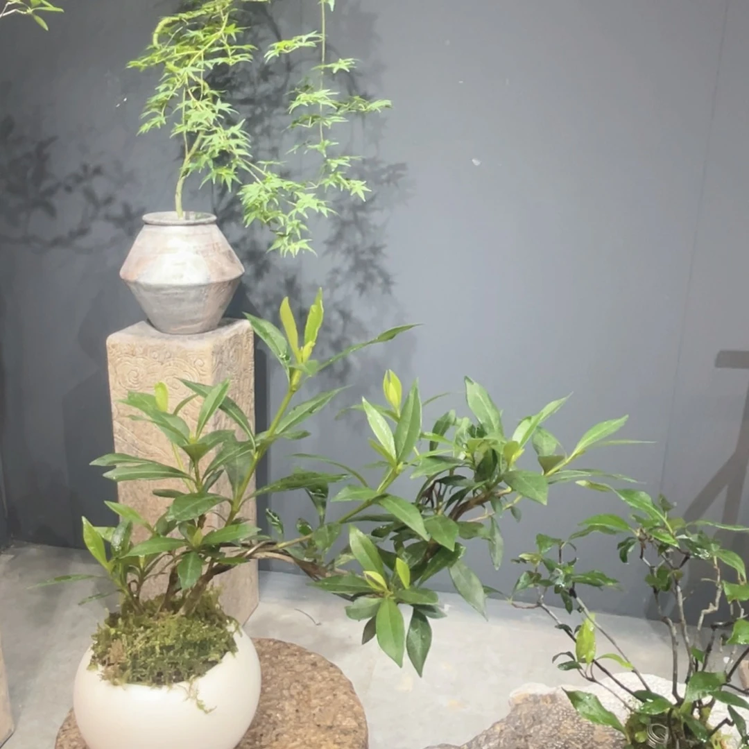 不开花植物烟***生236589