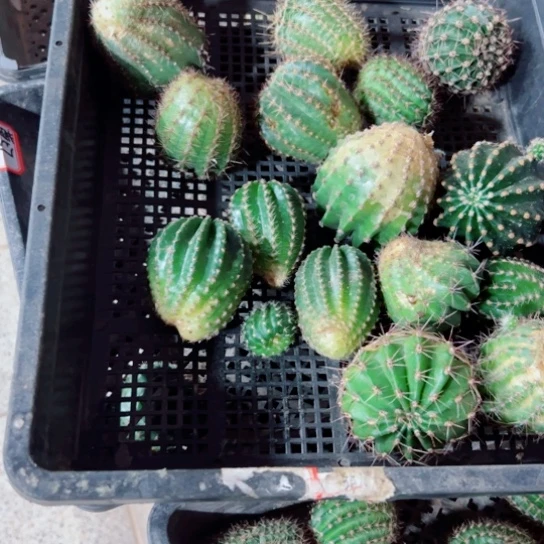下67框拍斑点歪丑无根侧芽小无售后
