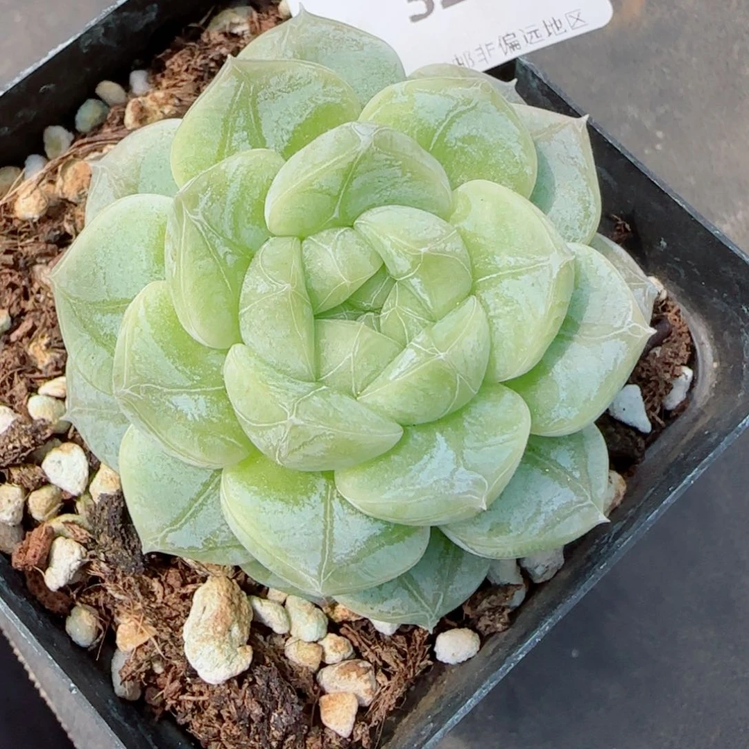 新品，绿光森林，3295多肉