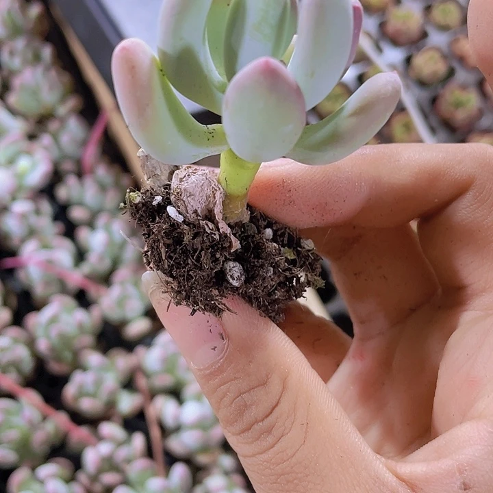 82精品苹果奶2颗一组