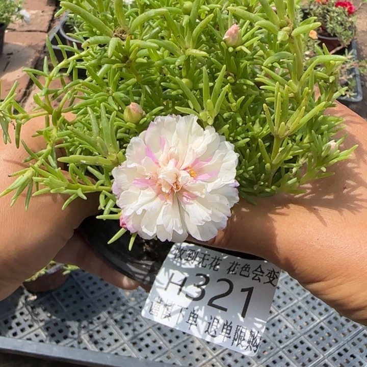 无花朵H321超小苗盆口10cm可能有虫