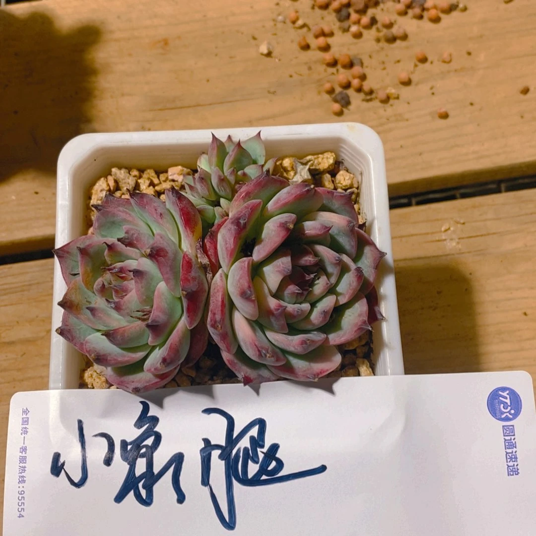 小*腿小象腿521，福利多多的