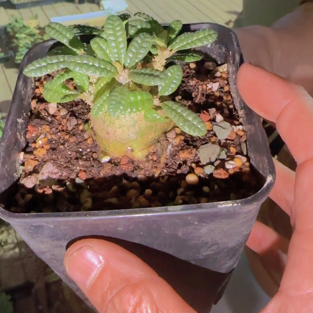 是**呀块根植物块根植物