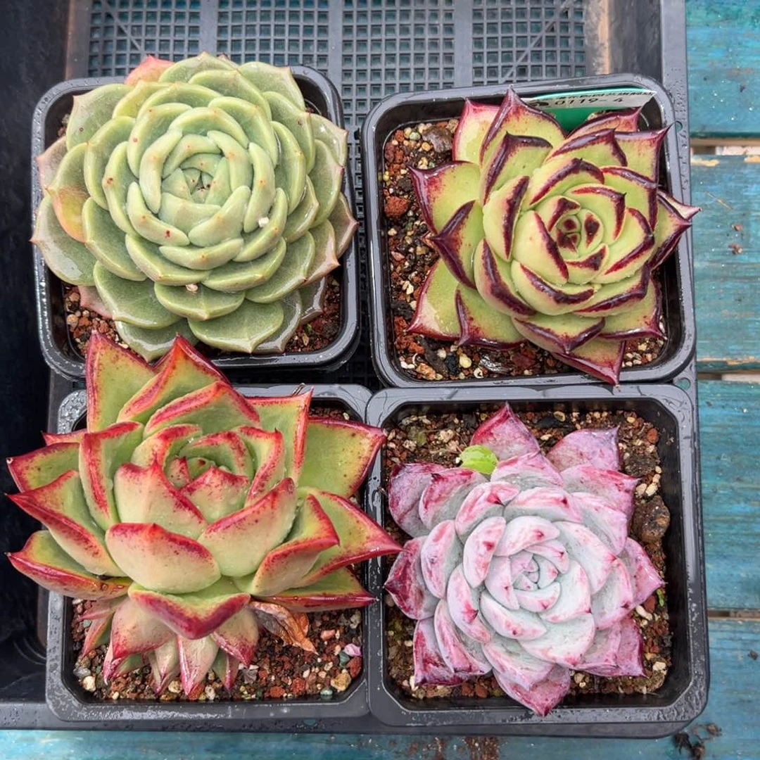 多肉一物一拍0119-4