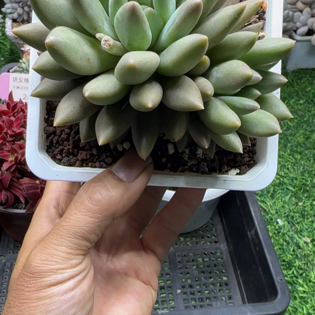 锦安精品多肉植物编号242