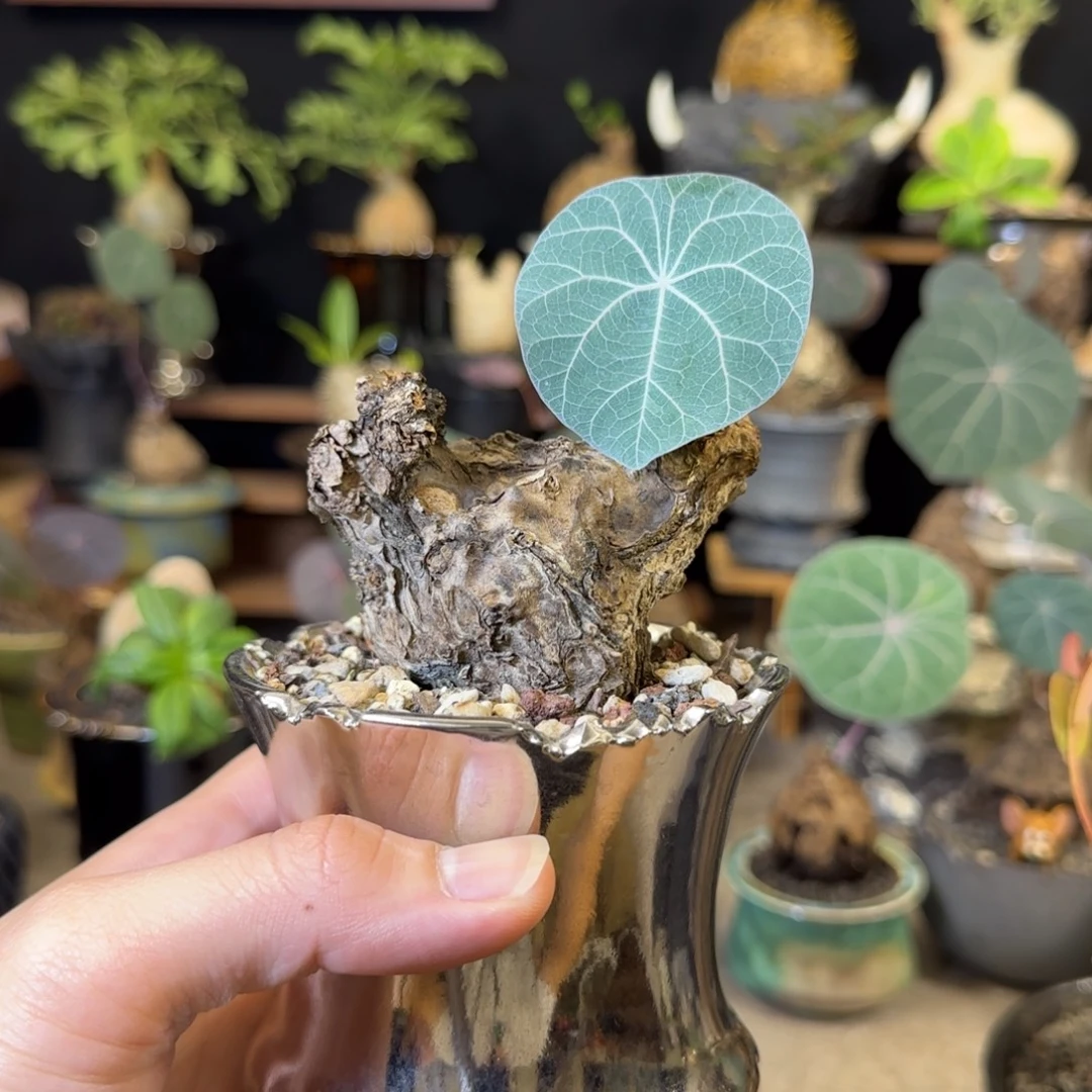 一物一拍老家一叶龟60