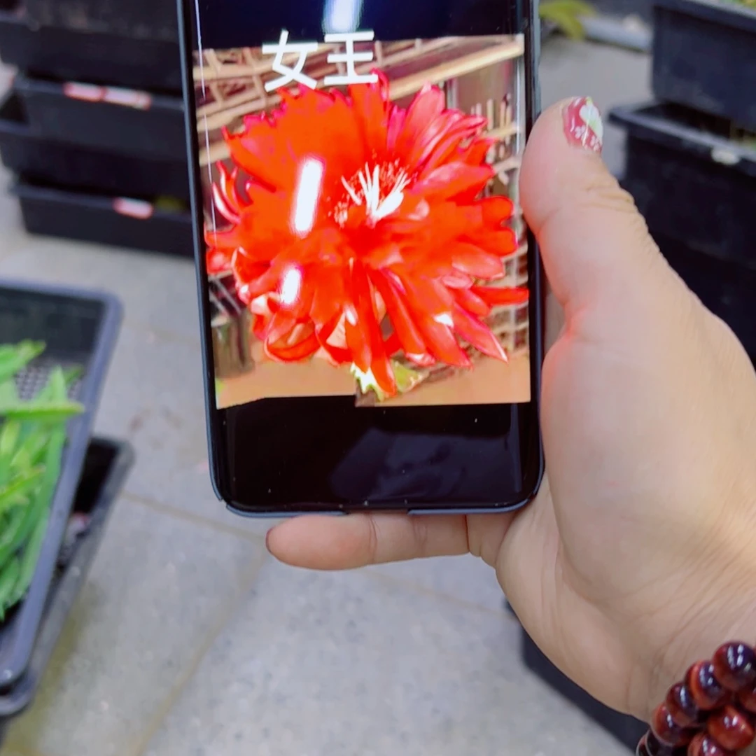 下26令箭荷花女王无根叶片10公分左右20包邮