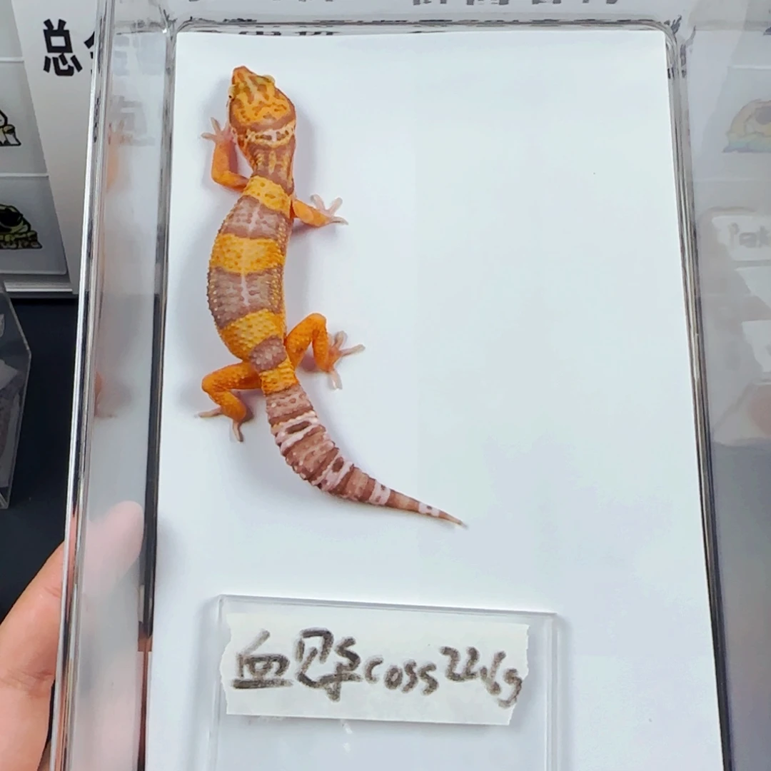 豹纹守宫血贝尔coss
