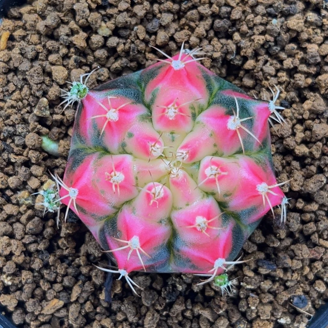 Hana 米哈仙人球