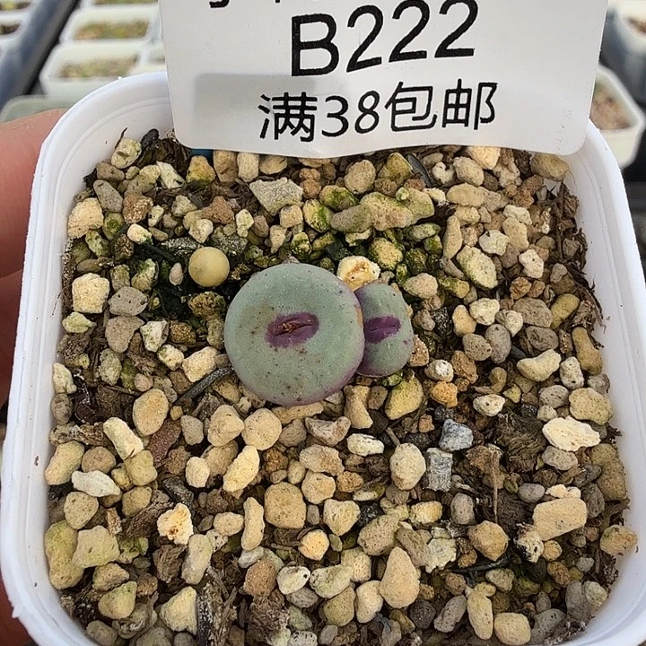 Sh2736小红嘴 带盆发