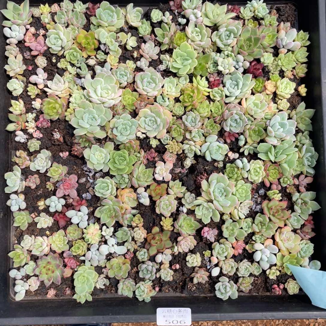 云糖心多肉植物506